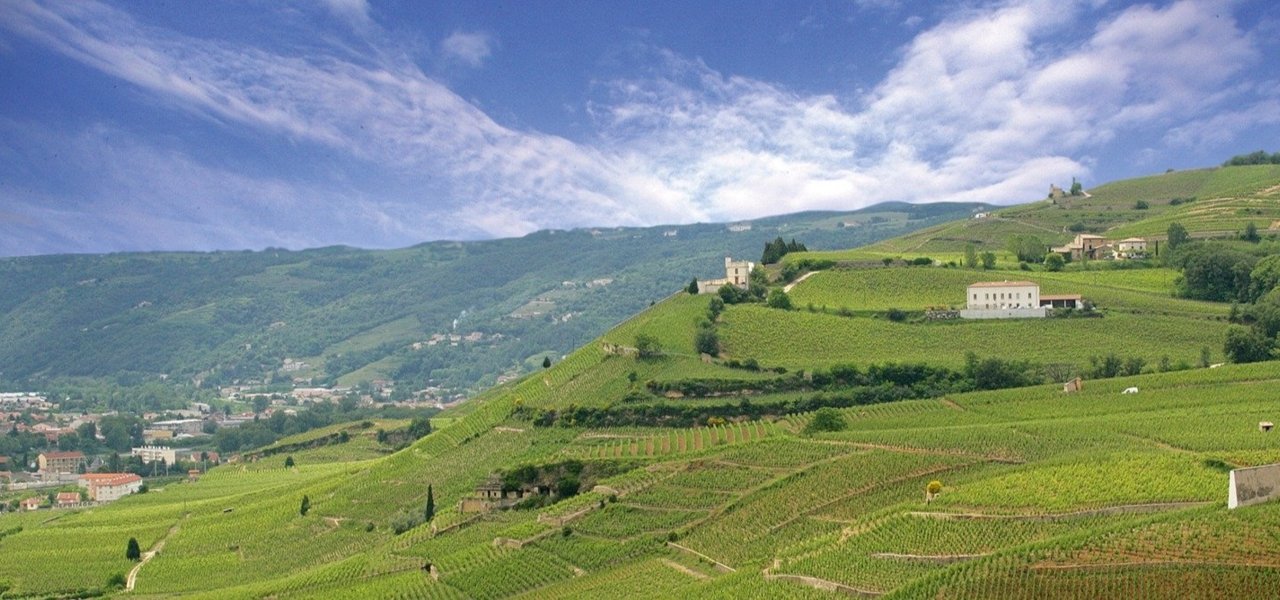 M. CHAPOUTIER - View over vineyards - Wine Paths